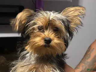 Yorkshire Terrier dogs Yorkshire Terrier Puppy 2 - Ad 2