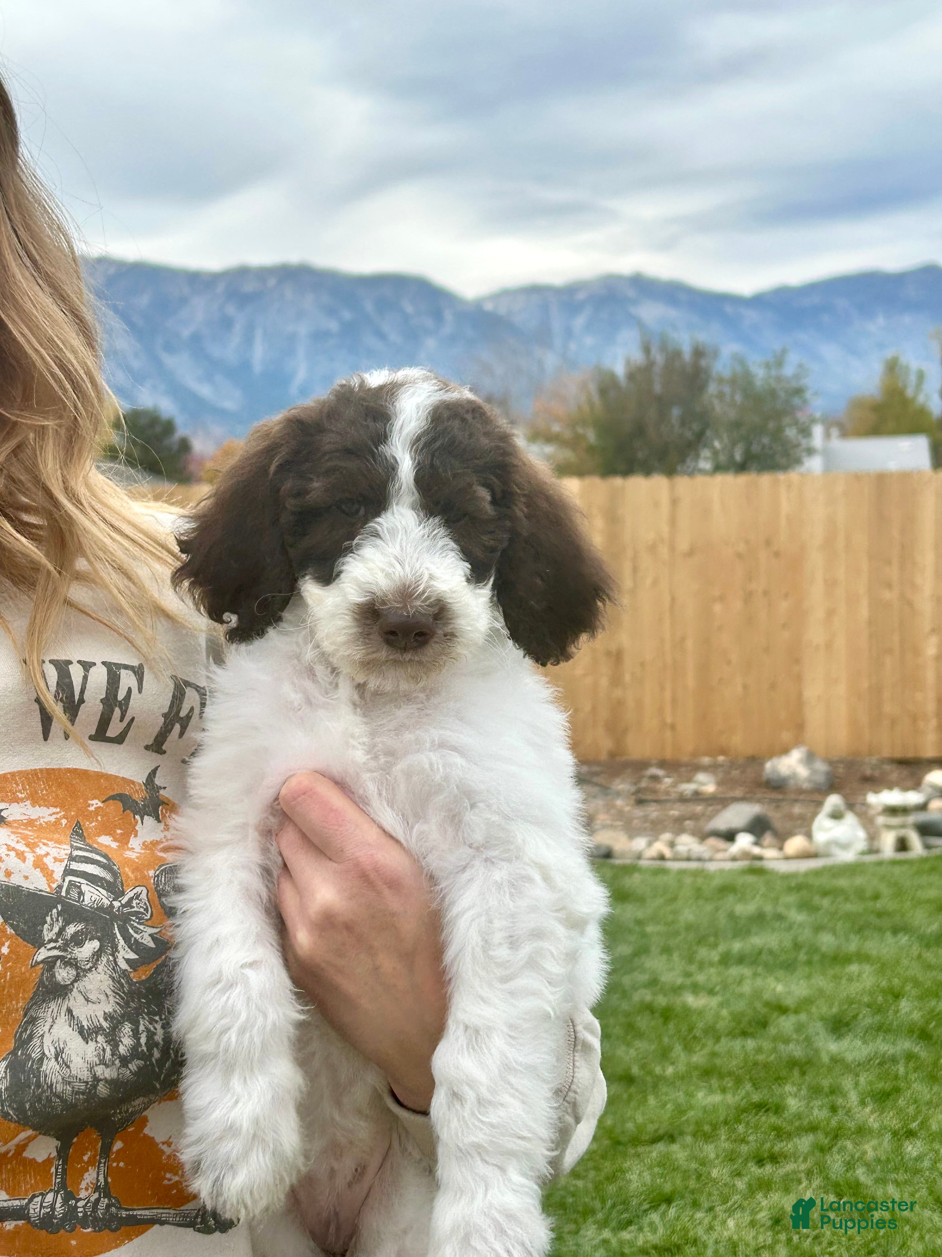 Standard Poodle dogs for sale: Standard Poodle 9 - Ad 16
