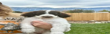 Standard Poodle 9
