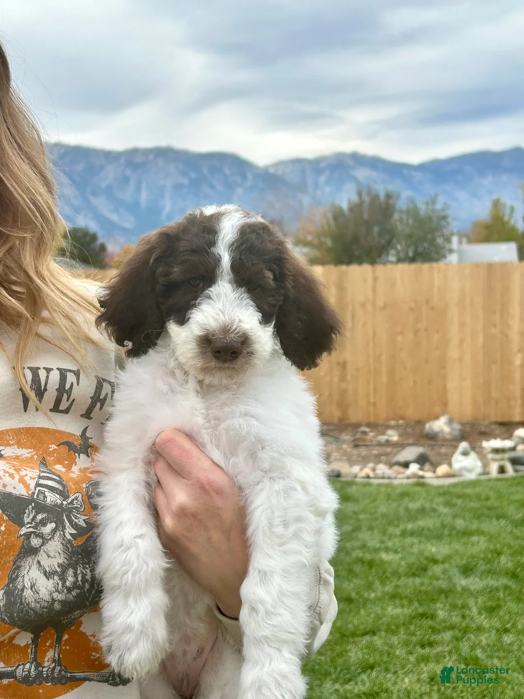 Standard Poodle dogs for sale: Standard Poodle 9 - Ad 1