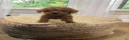 Mixed Breed dogs for sale: Silas - Ad 3