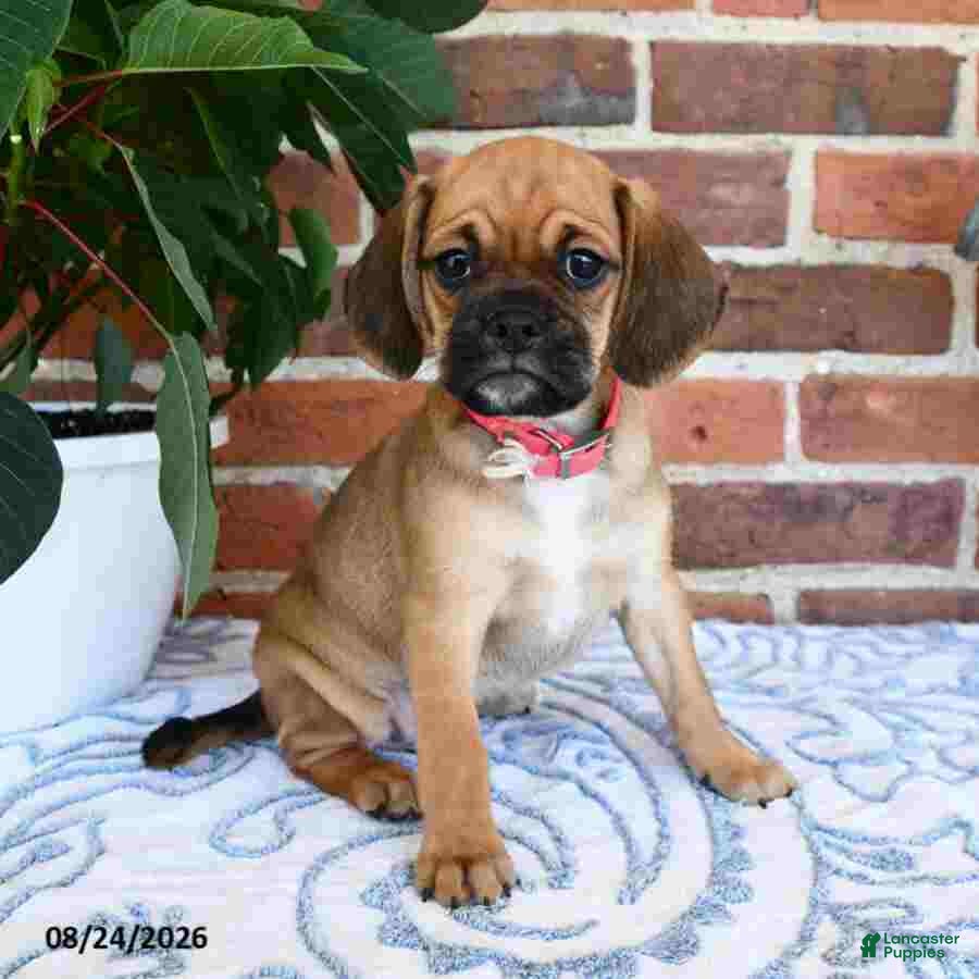 Puggle dogs Sophy - Ad 1
