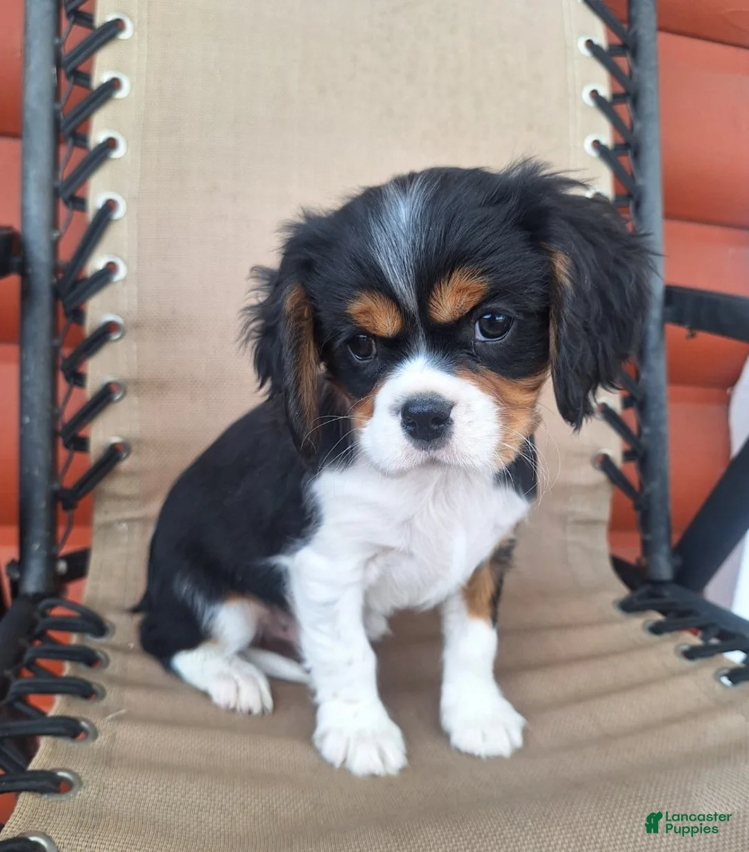 Cavalier King Charles Spaniel dogs for sale: Max - Ad 5