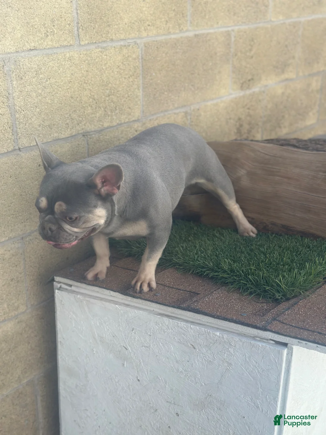 French Bulldog dogs for sale: Channell - Ad 3
