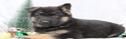 German Shepherd dogs for sale: Avery - Ad 7