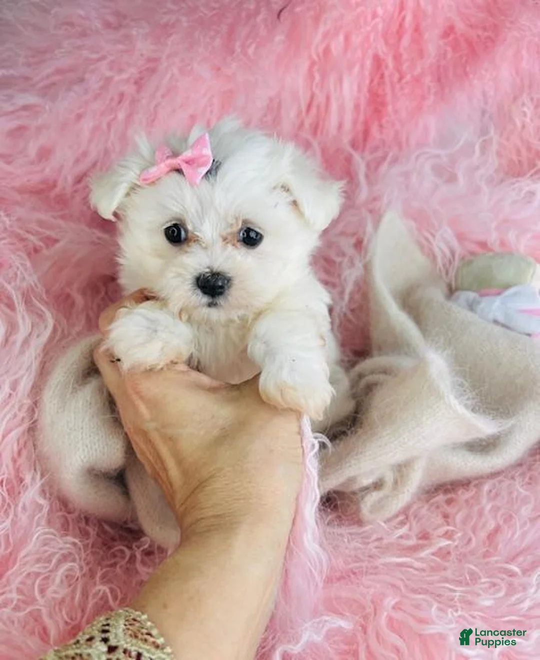 Maltese dogs for sale: Maltese 1 - Ad 3