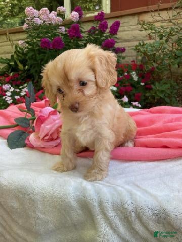 Cavapoo dogs Apphia - Ad 2
