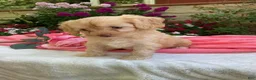 Cavapoo dogs for sale: Apphia - Ad 7