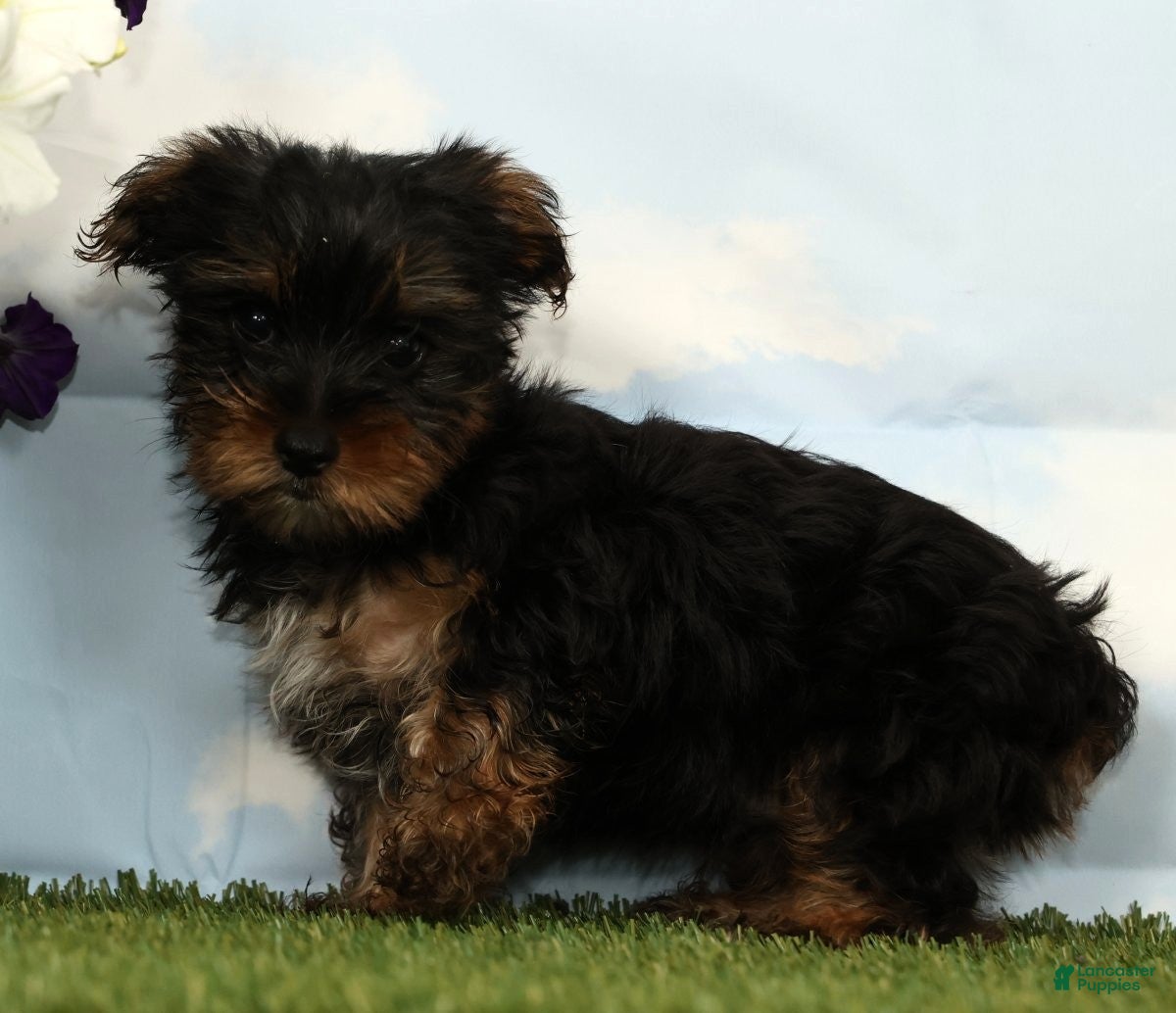 Yorkshire Terrier dogs Kai - Ad 2