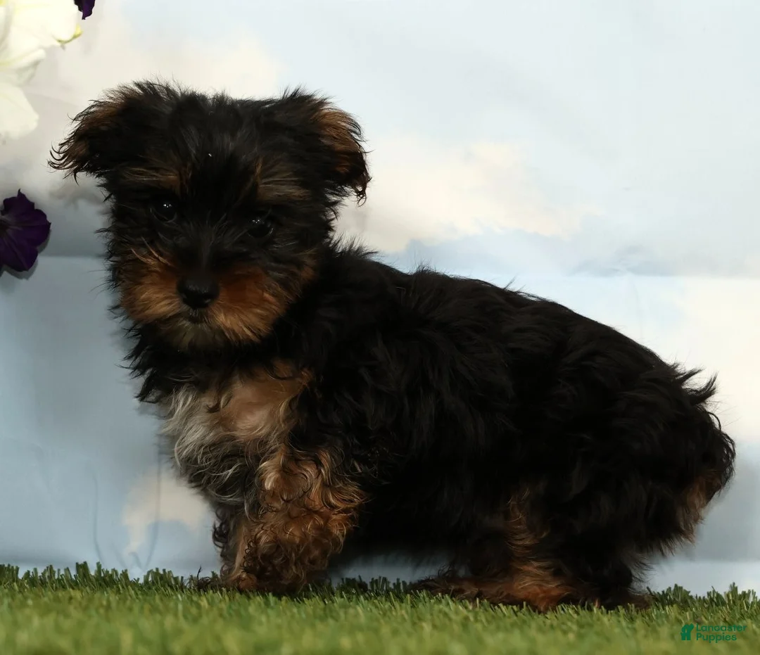 Yorkshire Terrier dogs for sale: Kai - Ad 2
