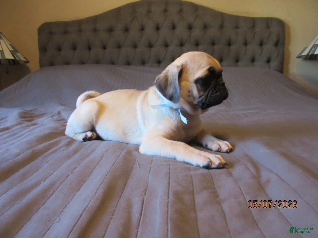 Pug dogs for sale: Pug Puppy 1 - Ad 2