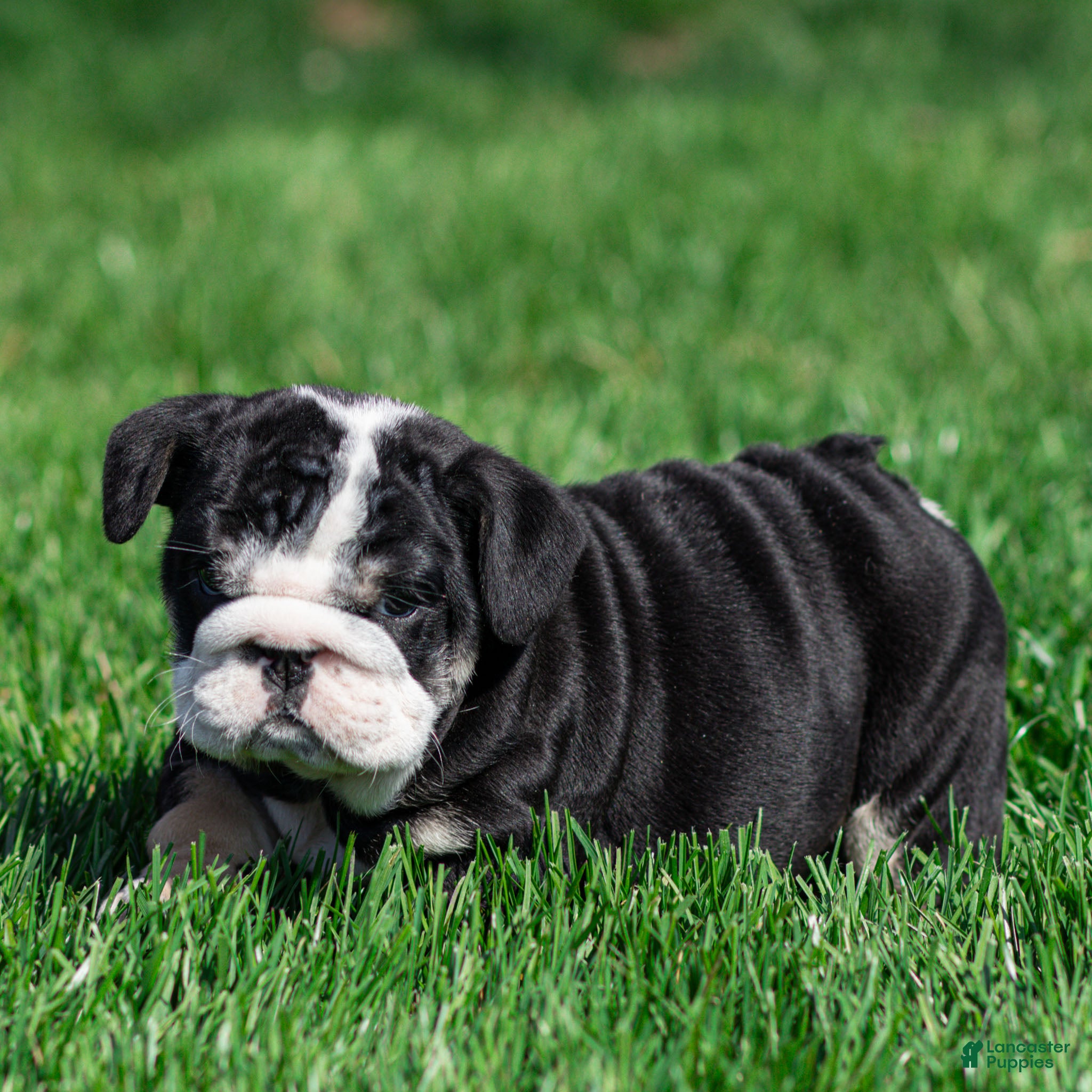 English Bulldog dogs Inky Shadow English Bulldog Puppy  - Ad 2