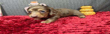 Miniature Dachshund Puppy 2