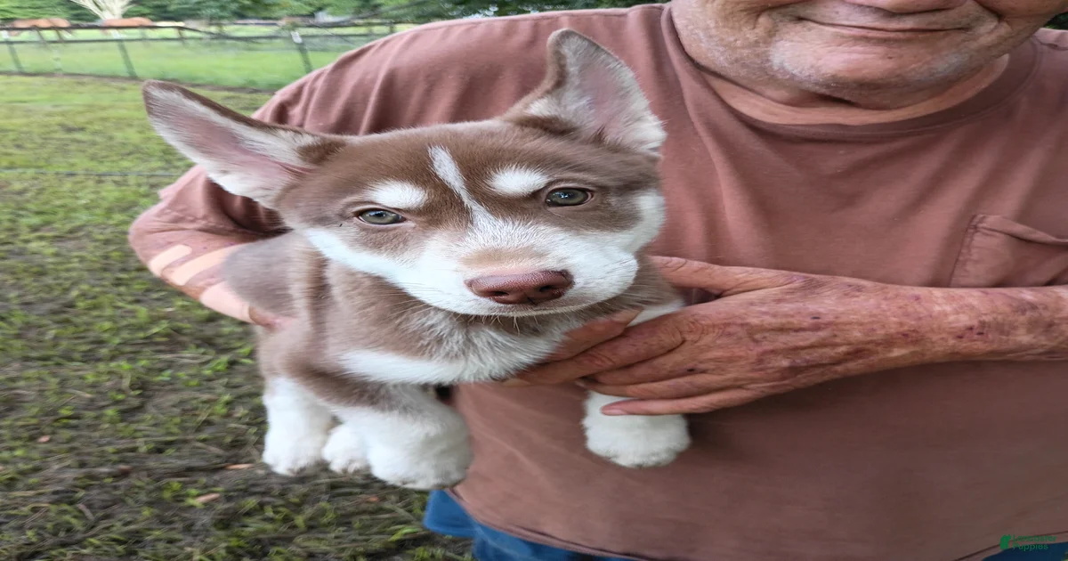 Siberian Husky Puppies for sale in Davenport, Florida | Lancaster