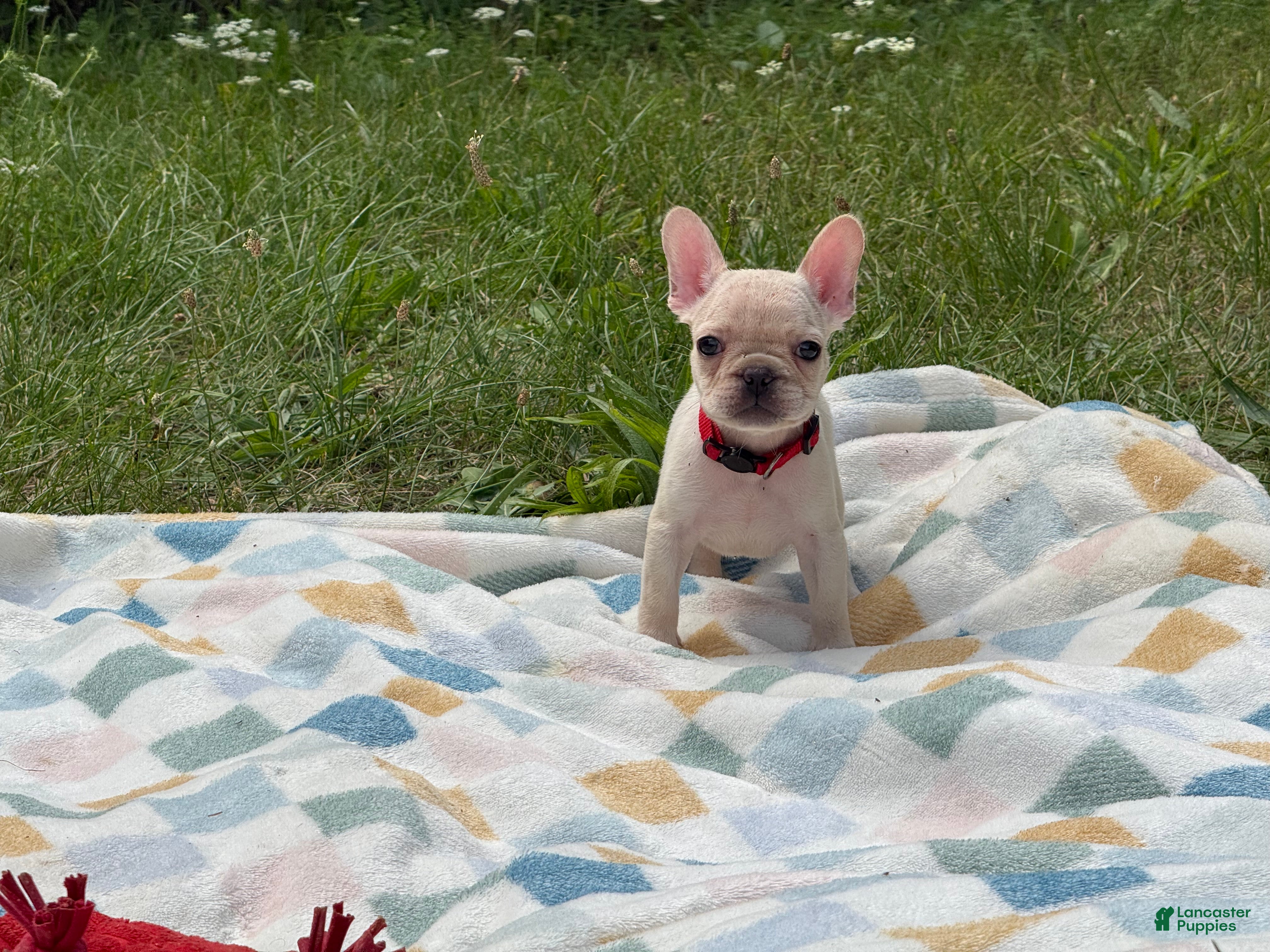 French Bulldog dogs Tiffany - Ad 18
