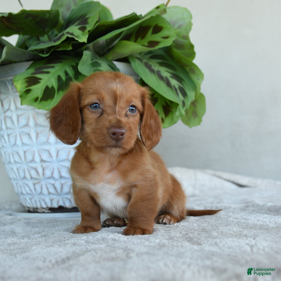 Dachshund dogs for sale: Peppen - Ad 2