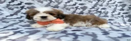 Lhasa Apso dogs for sale: Gannon - Ad 3