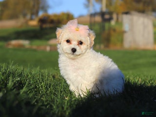 Bichpoo dogs - Ad 34