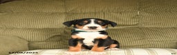 Greater Swiss Mountain Dog dogs for sale: Radar - Ad 3