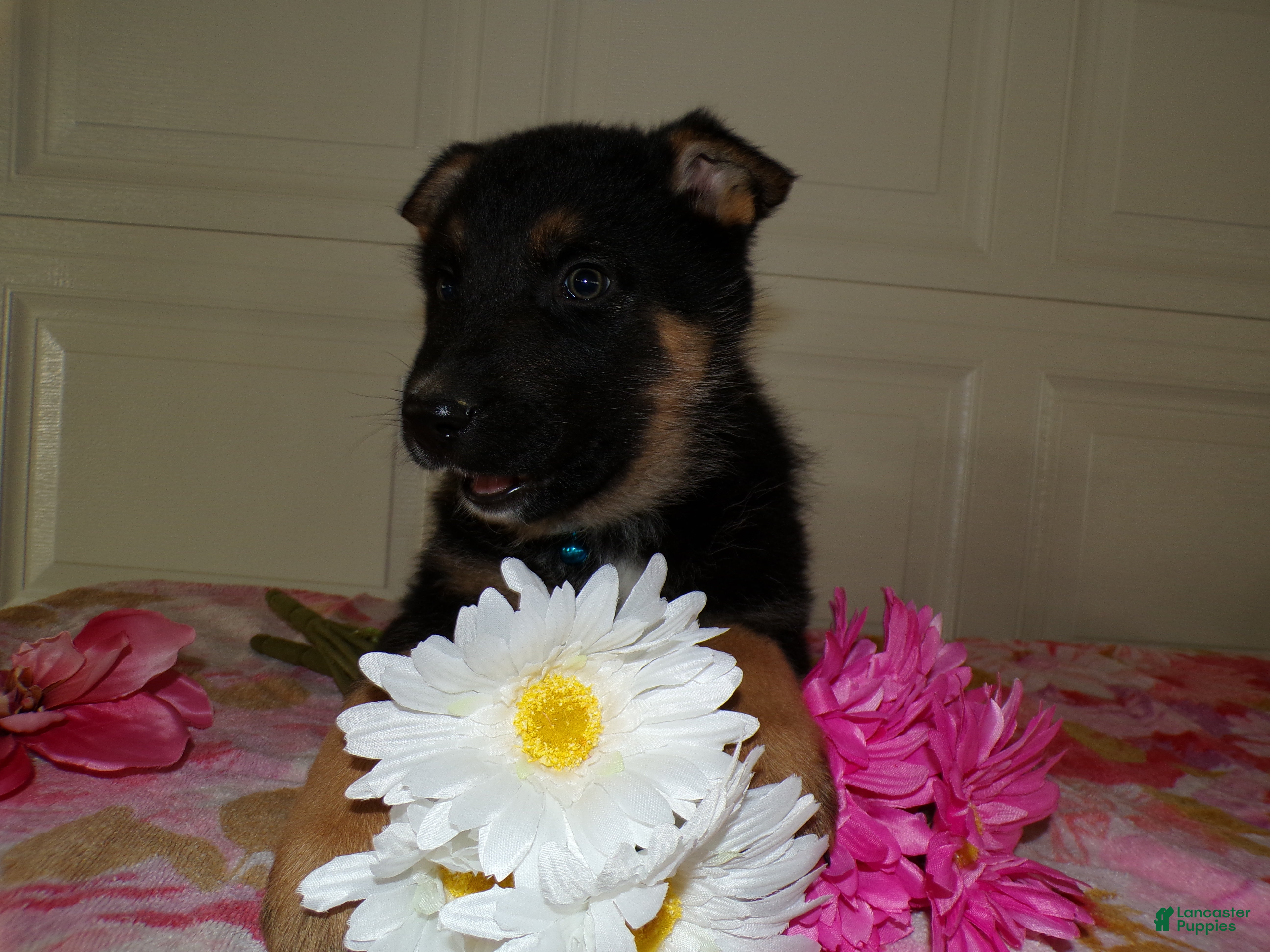 German Shepherd dogs German Shepherd Puppy 5 Legend - Ad 8