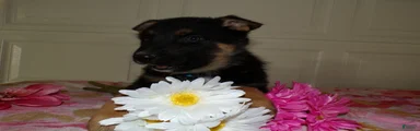 German Shepherd Puppy 5 Legend