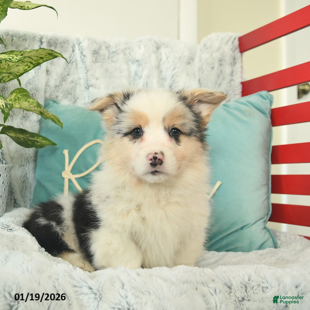 Welsh Corgi Pembroke dogs for sale: Hudson  - Ad 1