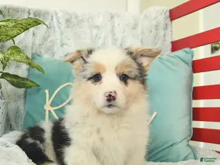 Welsh Corgi Pembroke dogs Hudson - Ad 8