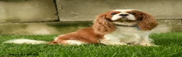 Cavalier King Charles Spaniel dogs for sale: Chester - Ad 7