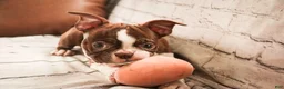 Boston Terrier dogs for sale: Kade - Ad 4