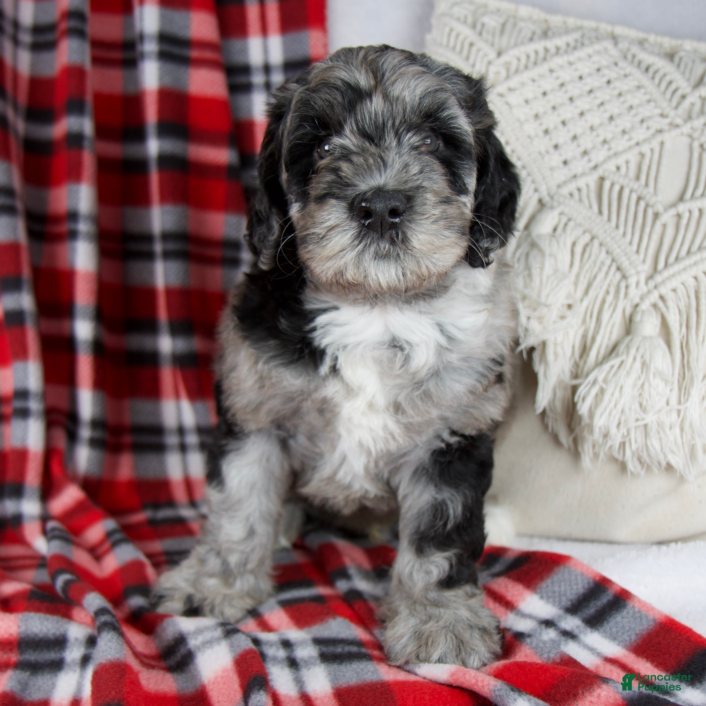 Schnoodle dogs Dustin *Genetic Clear - Ad 1