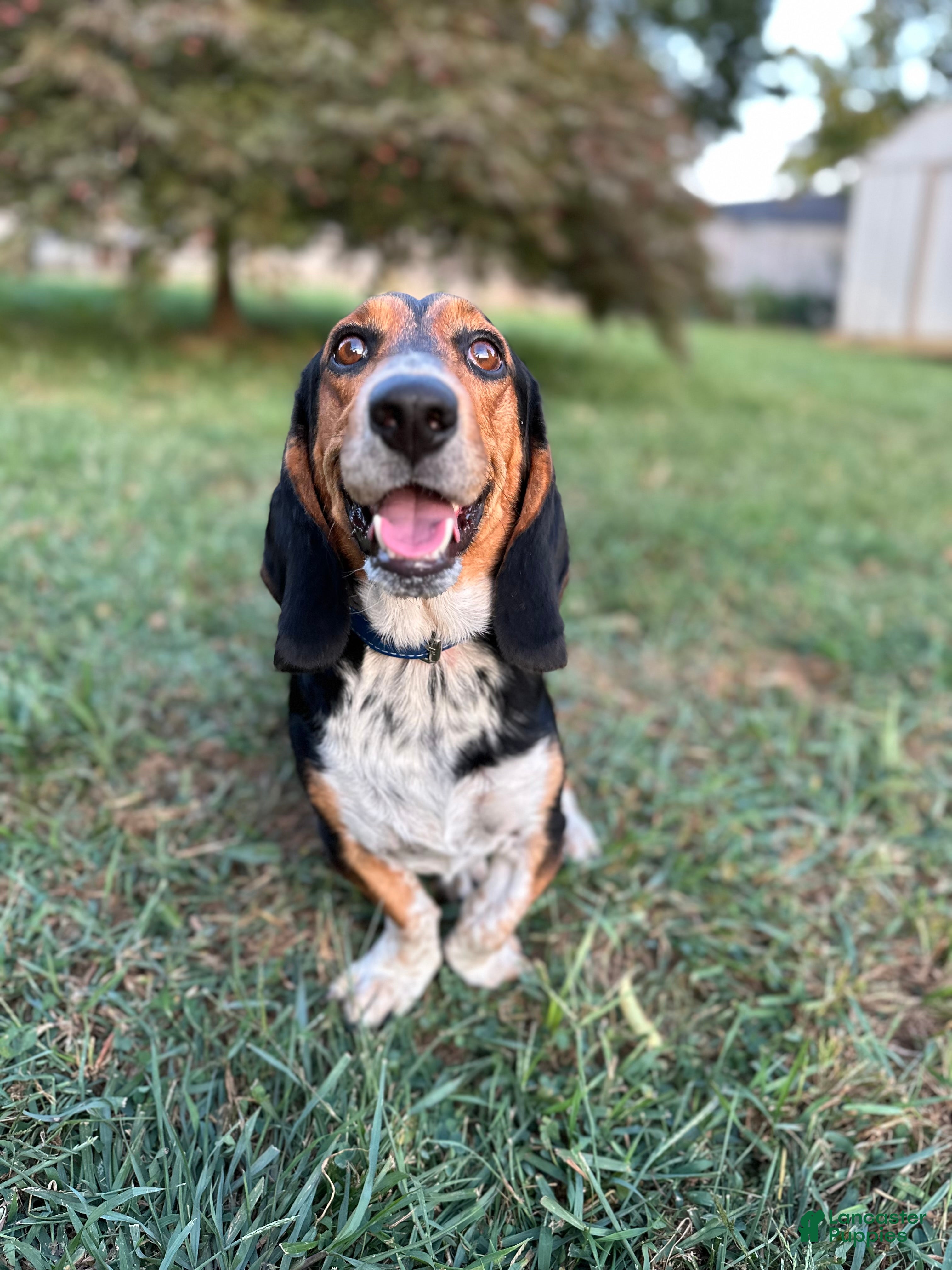 Hunting Dogs Basset Hound Colors Black White 30 Hound Dog Breeds