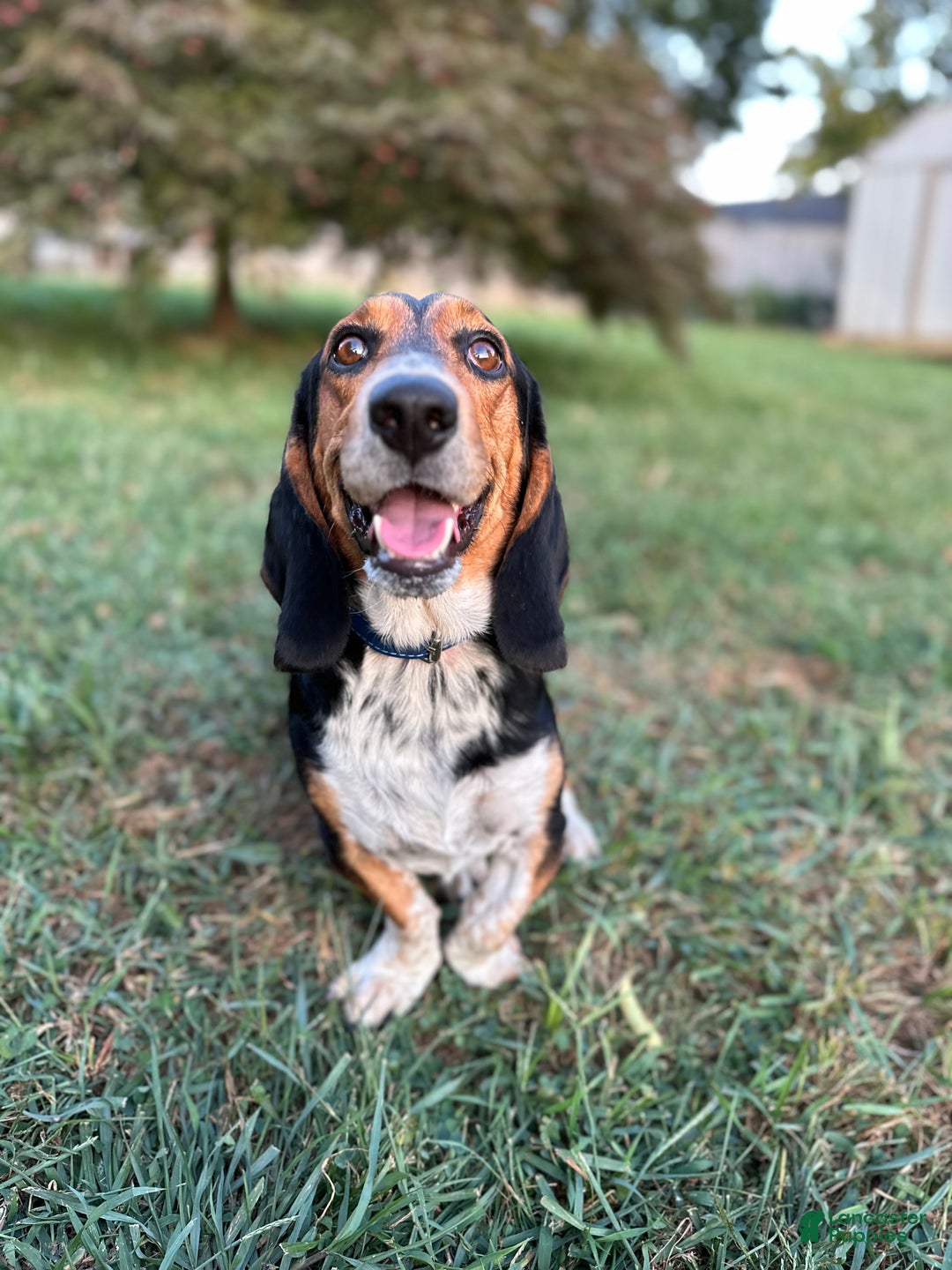 Small Basset Hound Hush Basset Hound Cocker Spaniel Bloodhound Mix