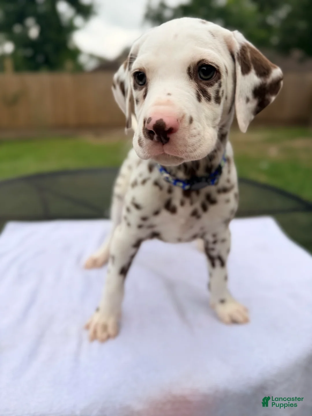 Dalmatian dogs for sale: Blue  - Ad 2
