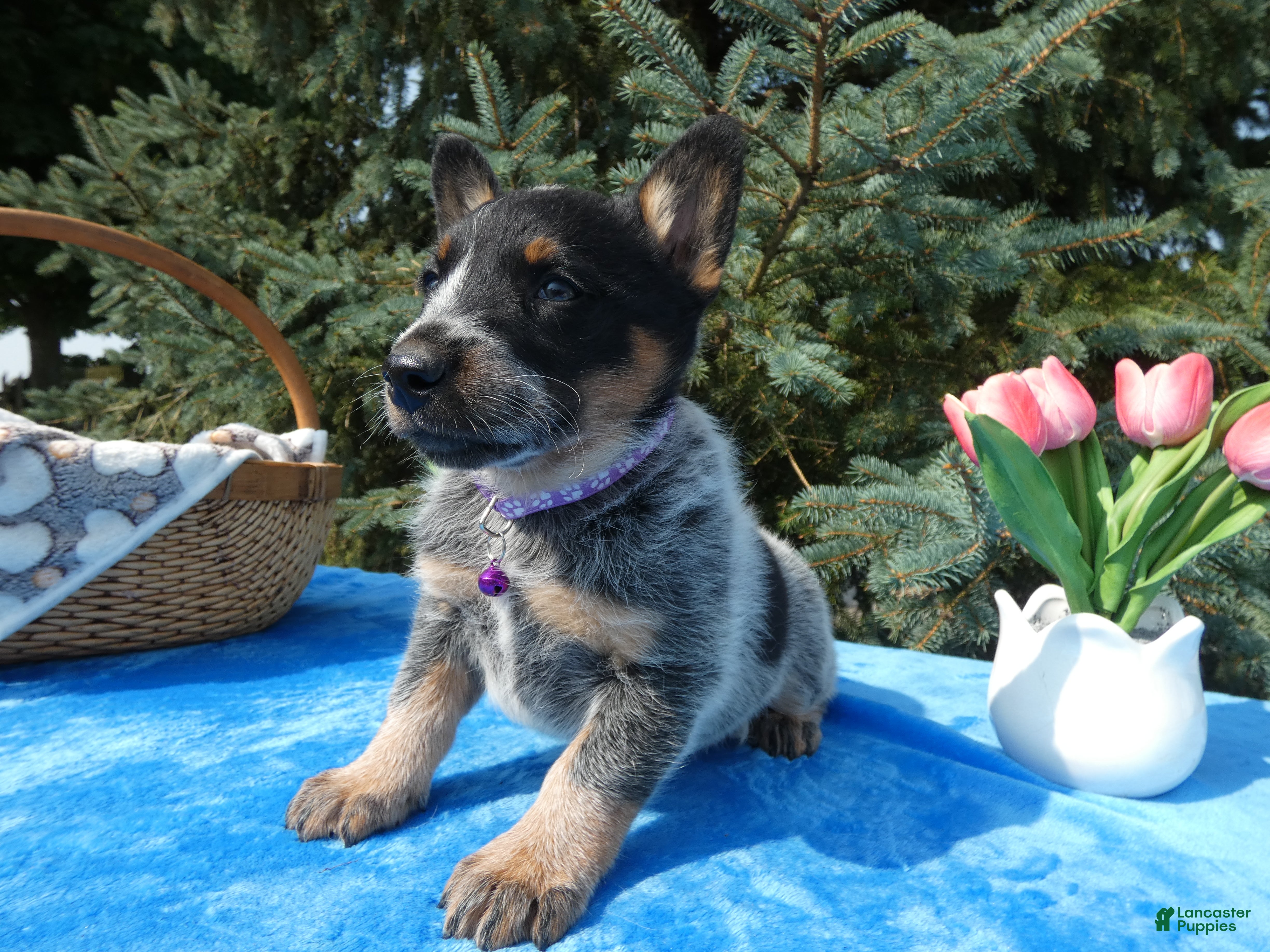 Australian Cattle Dog dogs Australian Cattle Dog 4 Serena - Ad 33