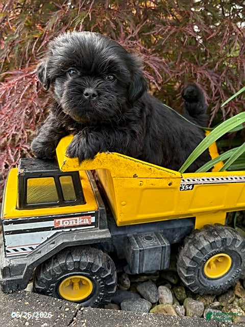 Shih Tzu dogs Luca - Ad 2