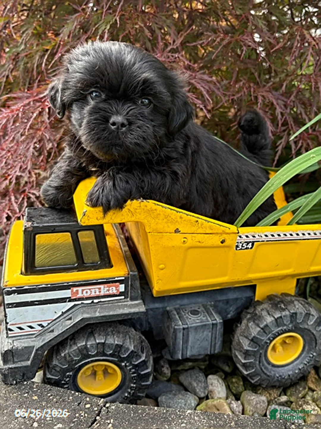 Shih Tzu dogs for sale: Luca - Ad 2