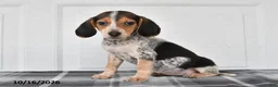Beagle dogs for sale: Penny - Ad 3