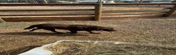Labrador Retriever dogs for sale: Hazel - Ad 13