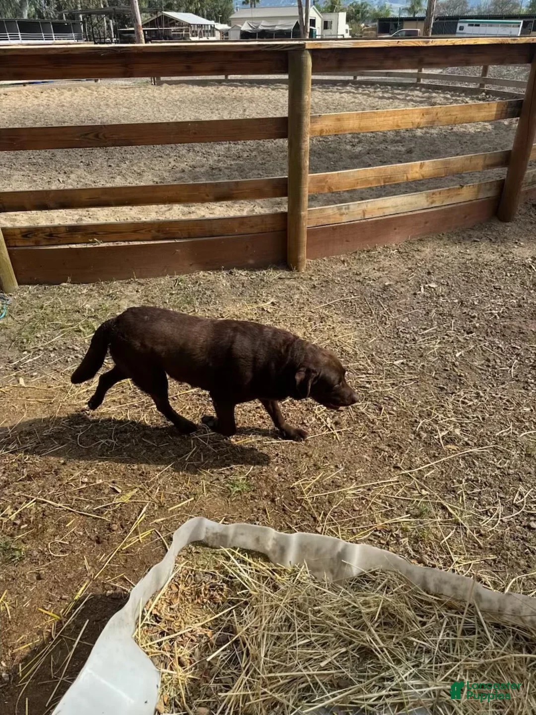 Labrador Retriever dogs for sale: Hazel - Ad 13