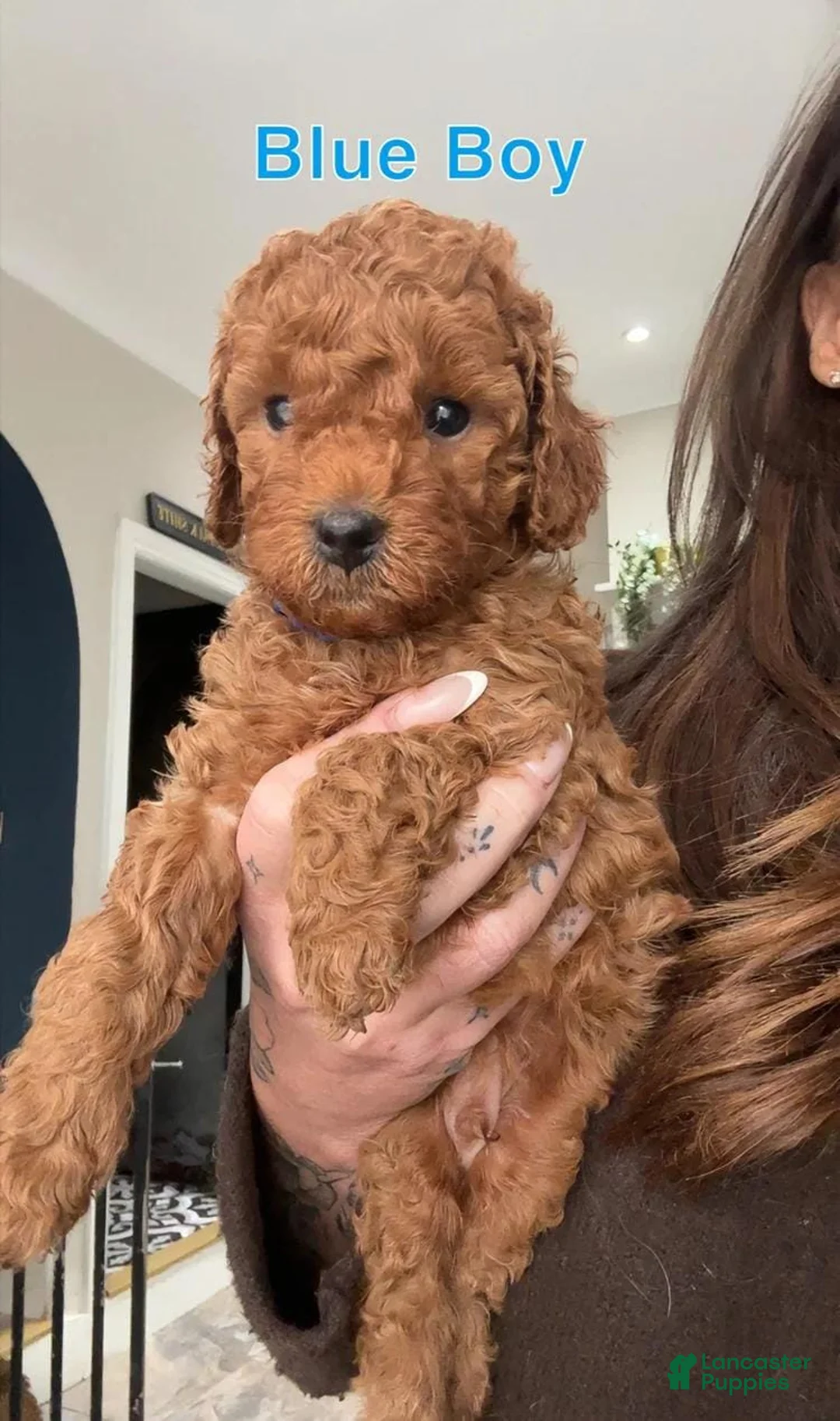 Cavapoo dogs for sale: Kenny - Ad 10