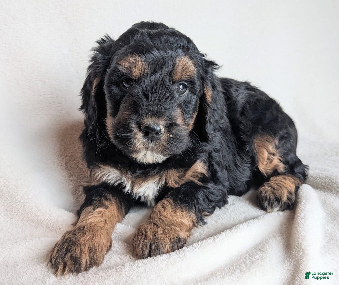 Mini Goldendoodle dogs for sale: Dolly F1B - Ad 1