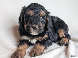 Mini Goldendoodle dogs Dolly F1B - Ad 8