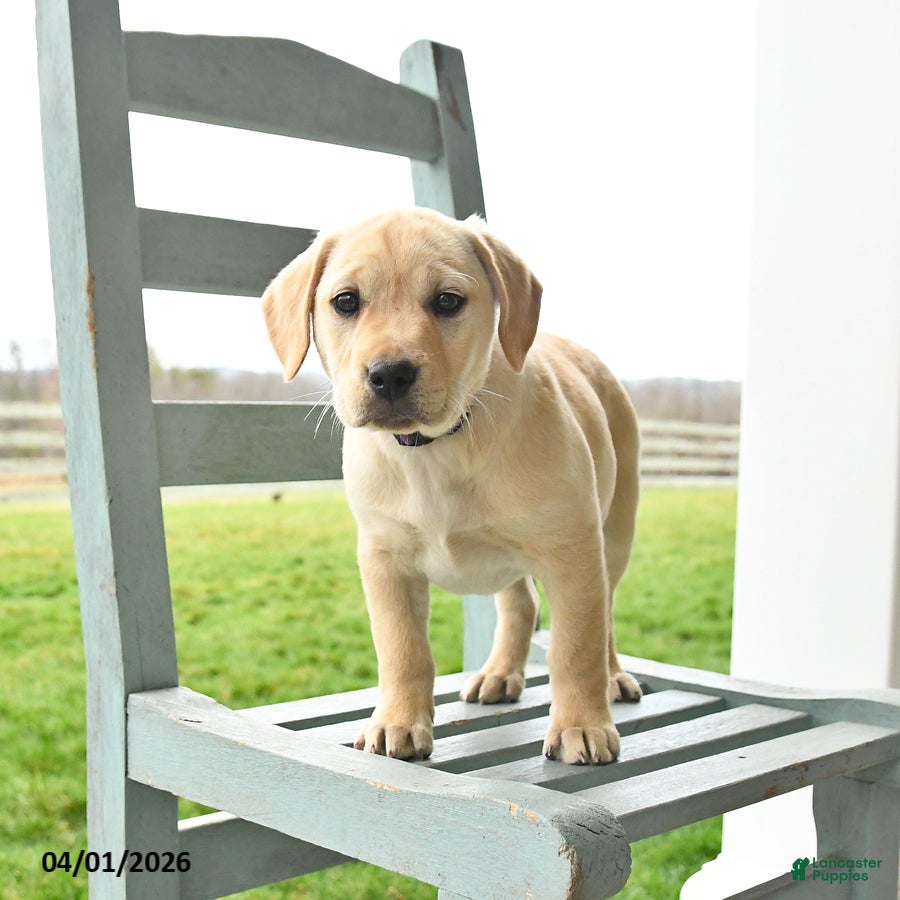 Mixed Breed dogs Misty - Ad 2