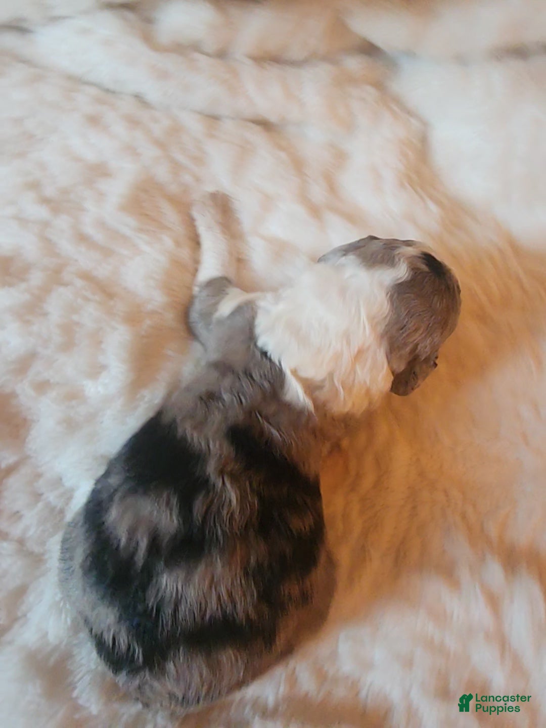 Mixed Breed dogs for sale: Lilly - Ad 2