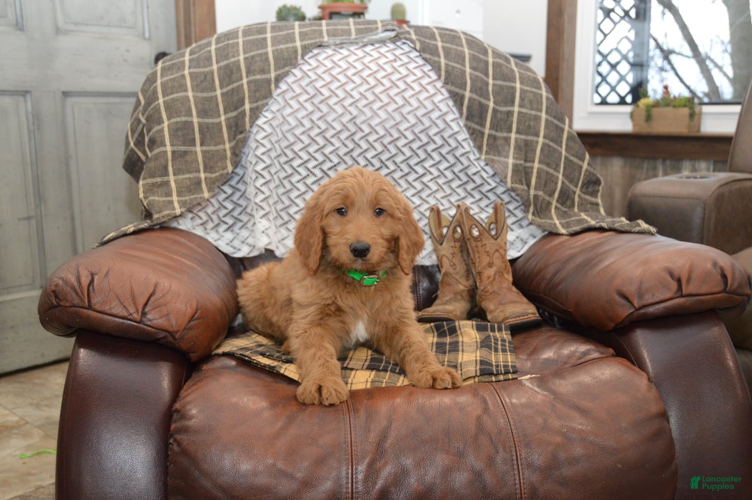 Goldendoodle dogs for sale: Rusty - Ad 4