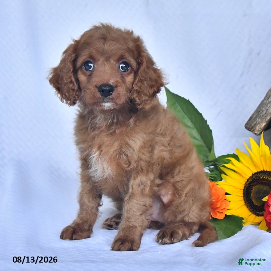 Cavapoo dogs Ava  - Ad 2