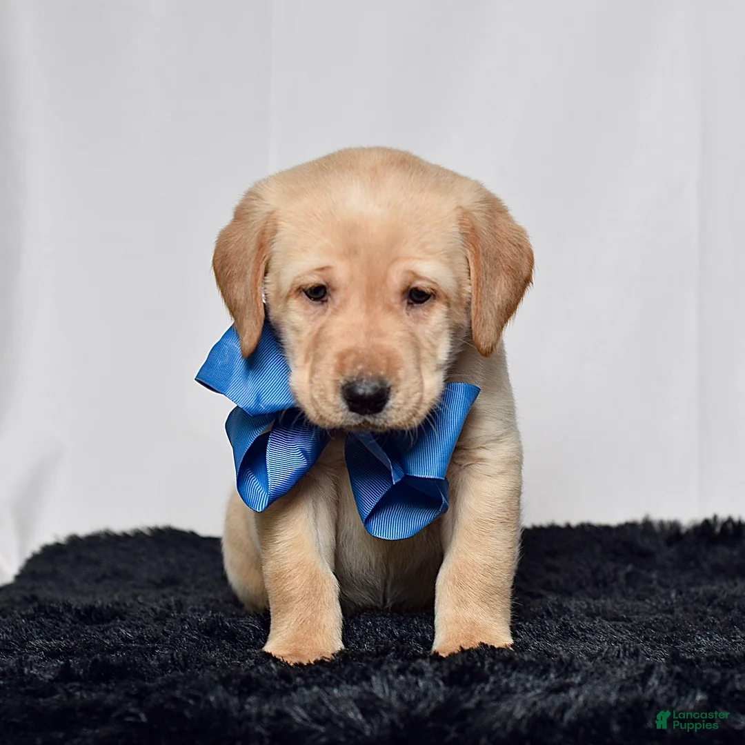 Labrador Retriever dogs for sale: Pepper - Ad 2