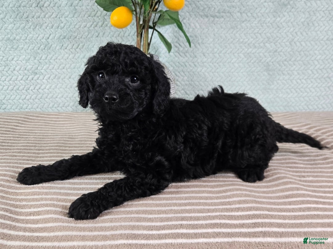 Mini Goldendoodle dogs for sale: Martha - Ad 2