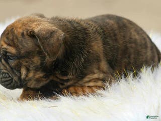 English Bulldog dogs English Bulldog Puppy 1 - Ad 13