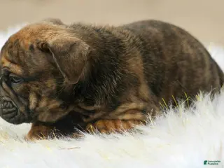 English Bulldog dogs English Bulldog Puppy 1 - Ad 1